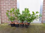 laurier Rotundifolia 40/60cm 33 stuks, Tuin en Terras, Planten | Tuinplanten, Ophalen of Verzenden