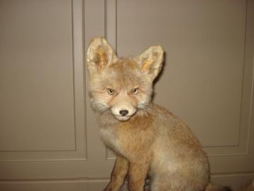 Zoo dierentuin Antwerpen beschikbaar voor biedingen