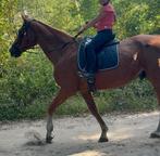Super lief bomproof paard te koop, Dieren en Toebehoren, Pony's, Merrie, Recreatiepony, 0 tot 2 jaar