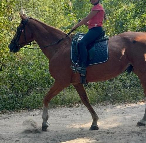 BIEDEN Super lief bomproof paard te koop, Dieren en Toebehoren, Pony's, Merrie, Recreatiepony, 0 tot 2 jaar
