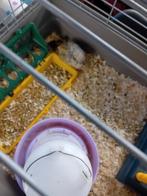 Tekoop jonge Japanse jumbo kwartels, Dieren en Toebehoren, Vogels | Overige Vogels, Meerdere dieren, Tropenvogel