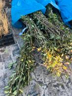 250 stuks Wilde Liguster, Liguster, Ligustrum vulgare, 140cm, Ophalen, Liguster, Haag, Minder dan 100 cm