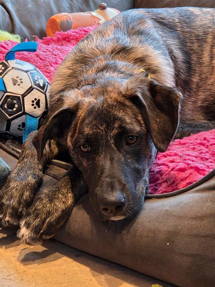 Lieve en trouwe kimba 6 mnd stichting sphoek, Dieren en Toebehoren, Honden | Niet-rashonden, Middel, Teef, Particulier, Eén hond