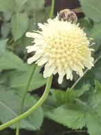 Scabiosa Cephalaria Gigantea, Ophalen of Verzenden, Najaar, Volle zon, Zaad