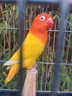 Lutino opaline fischeri pop broedrijp, Dieren en Toebehoren, Vrouwelijk, Parkiet