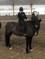 Paard GEZOCHT, Dieren en Toebehoren, Ophalen