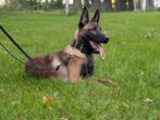 Mechelse herder reu 6 maanden, Rabiës (hondsdolheid), 15 weken tot 1 jaar, Reu, Eén hond