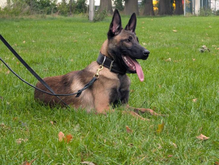 Mechelse herder reu 6 maanden, Dieren en Toebehoren, Honden | Herdershonden en Veedrijvers, Reu, Herder, Particulier, Eén hond