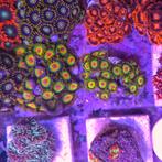 Zoa divers koraal, Ophalen