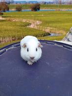 Jonge cavia zeugje, Dieren en Toebehoren, Juli, Vrouwelijk, Cavia