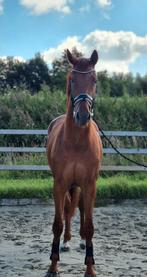 Meerdere hele fijne sportpaarden!, Dieren en Toebehoren, Paarden, Merrie, Gechipt, Dressuurpaard, Zadelmak