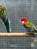 Rosella, Mannelijk, Parkiet, Geringd