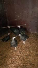 kalkoenen, Dieren en Toebehoren, Pluimvee, Meerdere dieren, Kalkoen