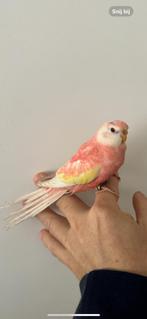 Jonge bourke parkiet pop, Dieren en Toebehoren, Vogels | Parkieten en Papegaaien, Vrouwelijk, Parkiet