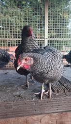 Broedeieren Noord Hollandse Blauwe kippen/hoenders te koop, Dieren en Toebehoren, Pluimvee, Vrouwelijk, Kip