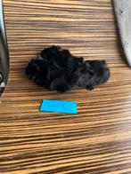 Jonge cavia’s zeugjes, Dieren en Toebehoren, Knaagdieren, Cavia, Vrouwelijk, Tam, Oktober