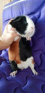 Us teddy 3 kleur, Dieren en Toebehoren, Cavia, Februari, Mannelijk, Tam