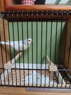 Weiße Goudvinken, Paar, Dieren en Toebehoren, Vogels | Overige Vogels, Meerdere dieren