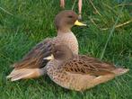 Chili taling, Dieren en Toebehoren, Pluimvee, Meerdere dieren, Eend