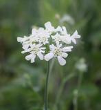 Kantbloem Orlaya, Ophalen of Verzenden, Gehele jaar, Volle zon, Zaad