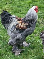 Brahma haan, Dieren en Toebehoren, Mannelijk, Kip