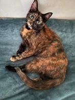 2 poezen zoeken liefdevol huisje, Dieren en Toebehoren, Katten en Kittens | Overige Katten, Poes