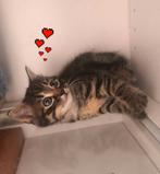 Nog(1) kitten💘, Meerdere dieren, Kortharig, 0 tot 2 jaar