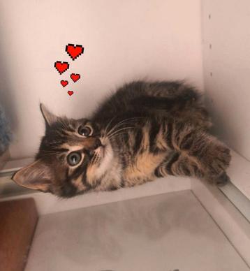 Nog(1) kitten💘 beschikbaar voor biedingen