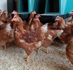 Legkippen, Leghennen, Dieren en Toebehoren, Pluimvee, Vrouwelijk, Kip