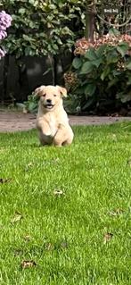 Raszuivere Goldenretriever puppies, Dieren en Toebehoren, Golden retriever, 8 tot 15 weken, CDV (hondenziekte), Meerdere
