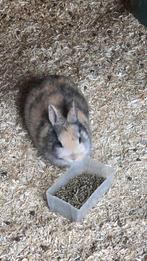 Gratis baby konijntjes 4 stuks, Dieren en Toebehoren, Konijnen, Meerdere dieren