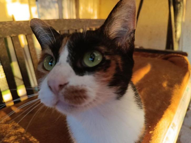 Jarela, Luz.1-7-22, gered uit het asiel, Dieren en Toebehoren, Katten en Kittens | Overige Katten, Kortharig, Poes, 3 tot 5 jaar