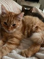 4 lieve kittens, Dieren en Toebehoren, Katten en Kittens | Overige Katten, Kater