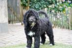 Aussiedoodle pups | Teefjes | Australian Shepherd x Poedel, Dieren en Toebehoren, Honden | Niet-rashonden, Nederland, 15 weken tot 1 jaar