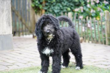 Aussiedoodle pups | Teefjes | Australian Shepherd x Poedel beschikbaar voor biedingen