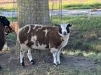 Dek ram, Dieren en Toebehoren, Schapen, Geiten en Varkens, Mannelijk, Schaap