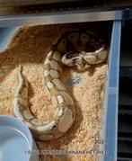 Koningspythons/Ball pythons te koop, Slang, 3 tot 6 jaar