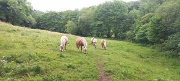 Weidegang 24/7/365 pension opfok rusthuis in FR beschikbaar voor biedingen