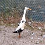 Indische loopeend woerd mei '25, Dieren en Toebehoren, Pluimvee, Mannelijk, Eend
