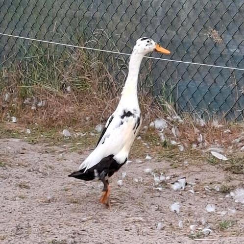 Indische loopeend woerd mei '25, Dieren en Toebehoren, Pluimvee, Eend, Mannelijk