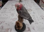 opgezette rose kaketoe, Ophalen of Verzenden, Zo goed als nieuw, Vogel, Opgezet dier