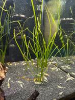 5x vallisneria nana, Ophalen of Verzenden, Zo goed als nieuw