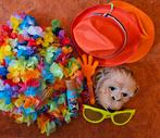 Carnaval items 🥳, Ophalen of Verzenden, Zo goed als nieuw, Carnaval, Accessoires
