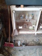 Te koop 3 mooie valken 1 koppel en 1 man, Dieren en Toebehoren, Meerdere dieren, Parkiet