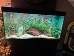 Juwel 350 liter, Dieren en Toebehoren, Ophalen of Verzenden, Zo goed als nieuw, Gevuld zoetwateraquarium