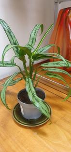 Smalbladige Aglaonema, plant die niet heel hoog wordt, Ophalen, Overige soorten, Minder dan 100 cm