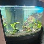 Juwel hoek aquarium 190L, Ophalen of Verzenden, Zo goed als nieuw, Leeg aquarium