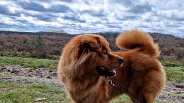 Simba Chow x Golden retreiver beschikbaar voor biedingen