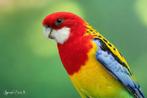 Onverwante pracht of goudmantel rosella's EK 25, Dieren en Toebehoren, Vogels | Parkieten en Papegaaien, Meerdere dieren, Parkiet