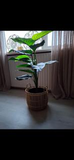 Kunststof plant met pot en mooie mand, Ophalen of Verzenden, In pot, Halfschaduw, Minder dan 100 cm